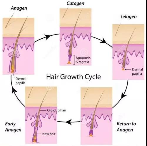 毛發(fā)變粗的過(guò)程